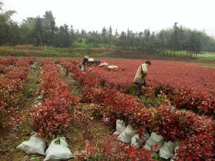 绍兴市柯桥区漓渚子欣园艺场