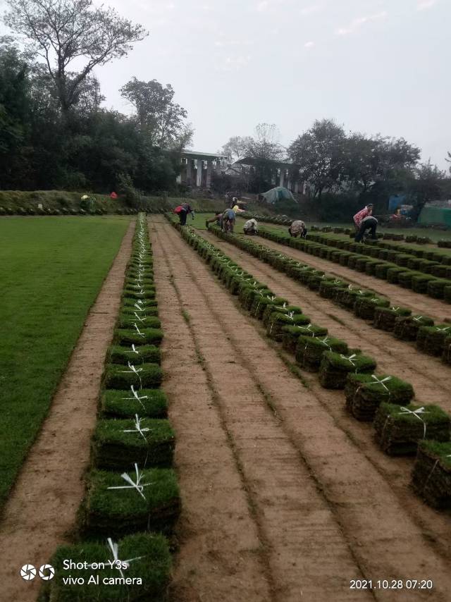 安徽滁州碧桂园草坪苗木种植基地