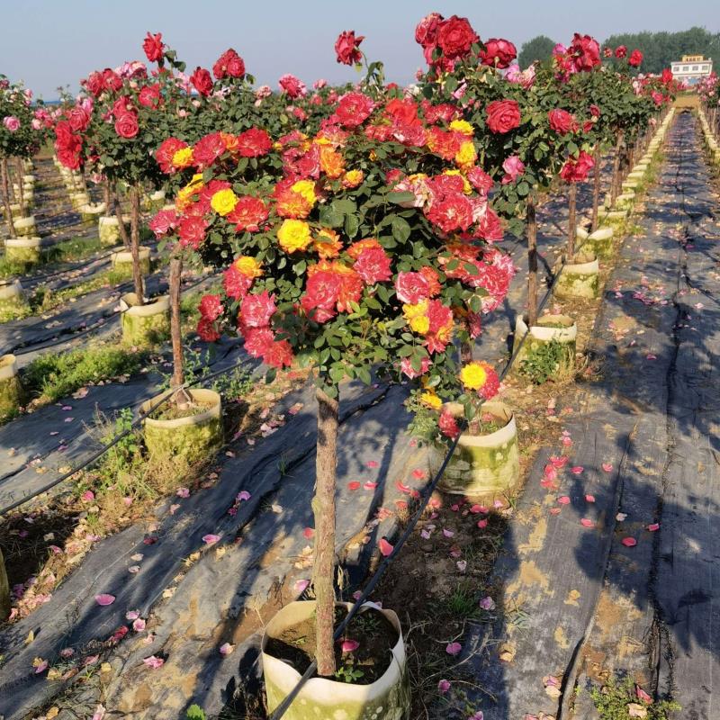 南阳市卧龙区富海苗木种植中心