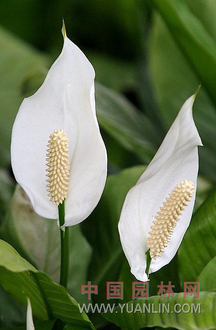 白鹤芋