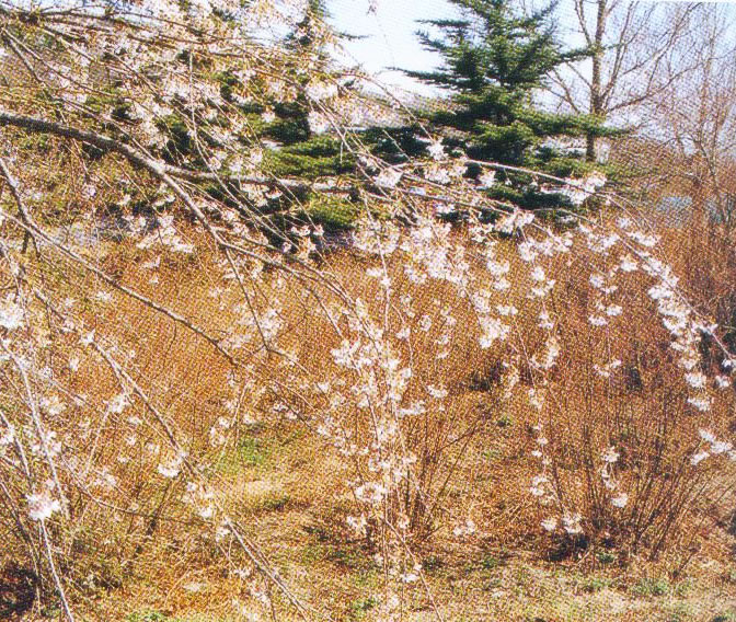 垂枝东京樱花