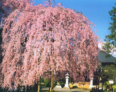 垂枝樱花