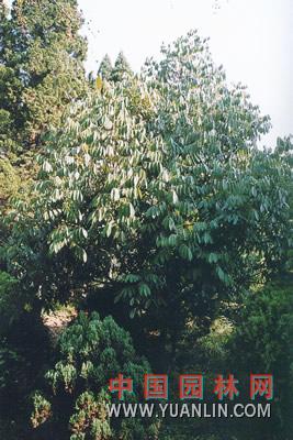 花榈木