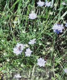 松虫草 轮锋菊、山萝卜、紫盆花