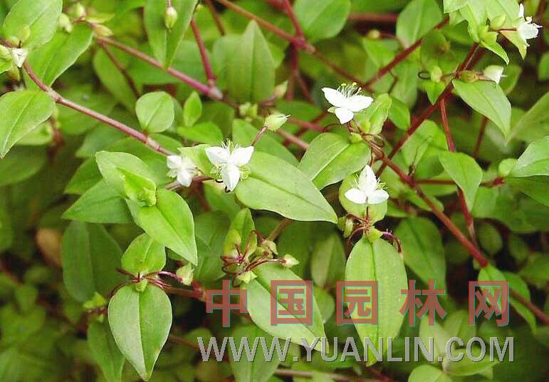 白花紫露草  淡竹叶、白花紫鸭跖草 