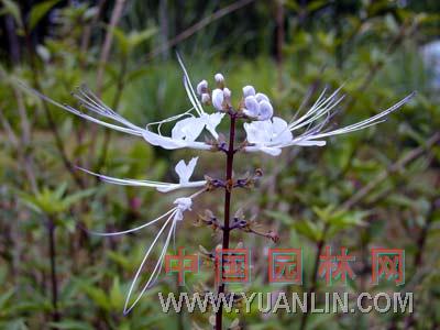 猫须草 肾茶、腰只草、化石草