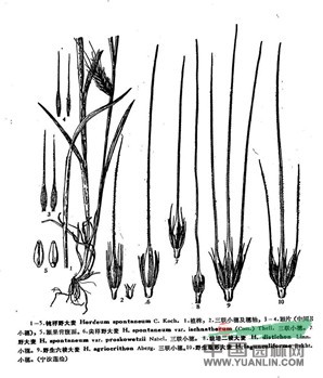 钝稃野大麦(原变种)