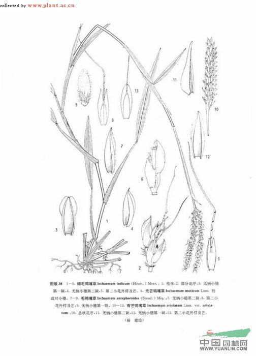 细毛鸭嘴草 