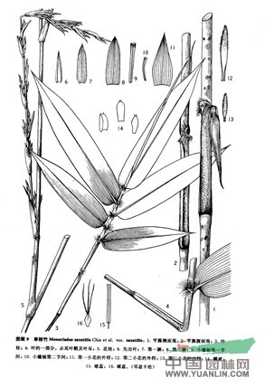 单枝竹(原变种)