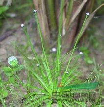 白药谷精草 赛谷精草，流星草