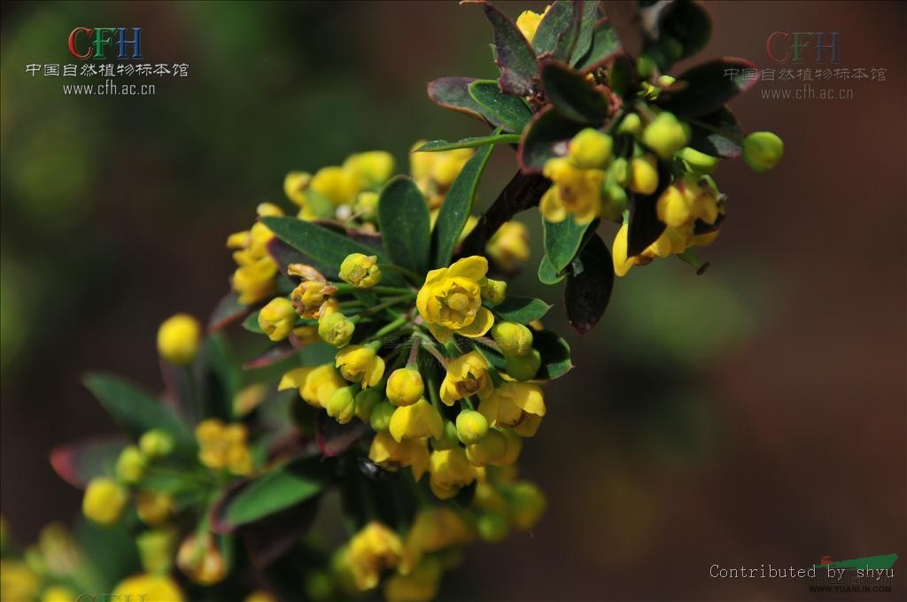 短锥花小檗