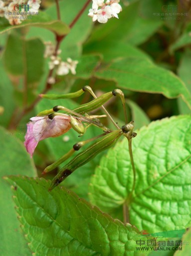 抱茎凤仙花 