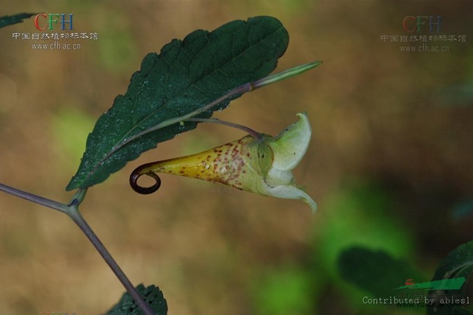 长翼凤仙花