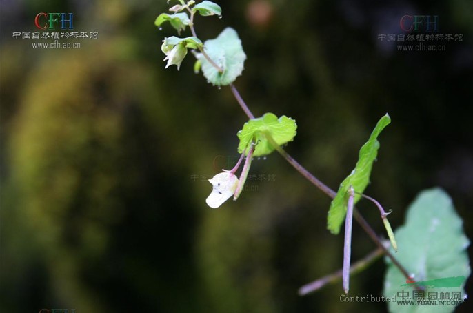 高山凤仙花 