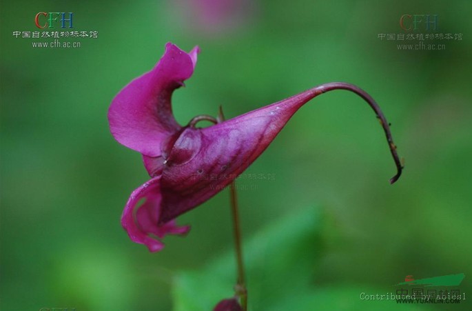 梵净山凤仙花