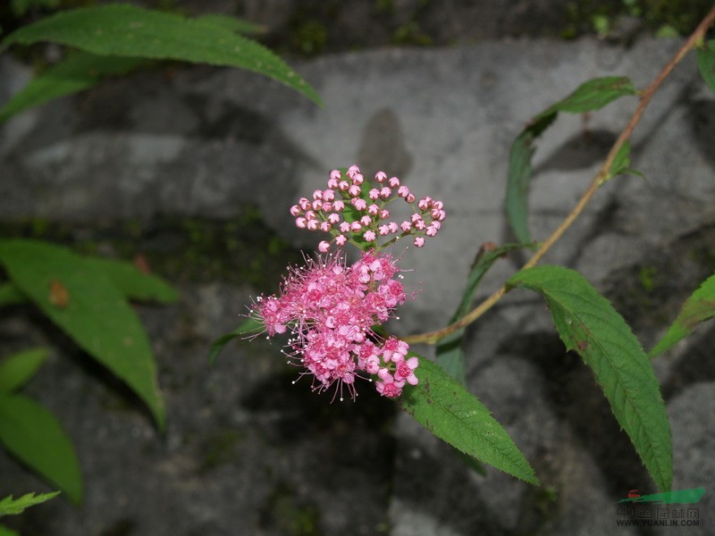 光叶小米草