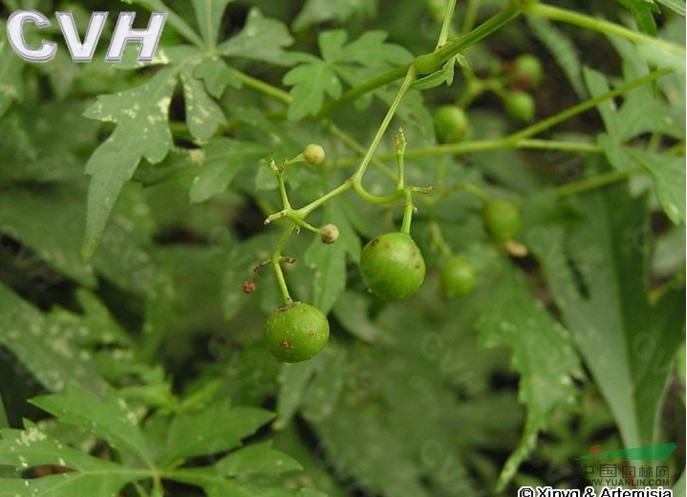 乌头叶蛇葡萄 草葡萄、草白蔹