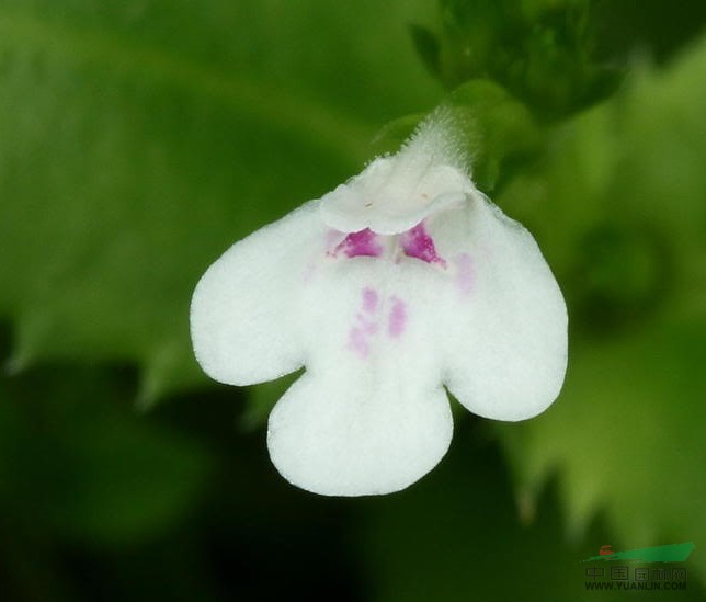 刺齿泥花草 