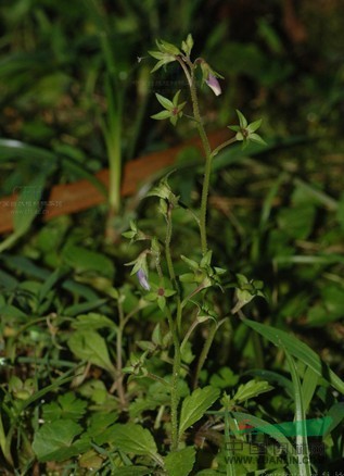 福建通泉草 