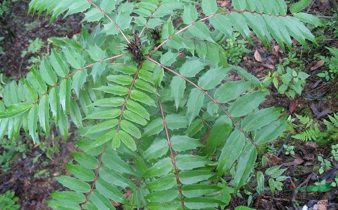 阿里山十大功劳