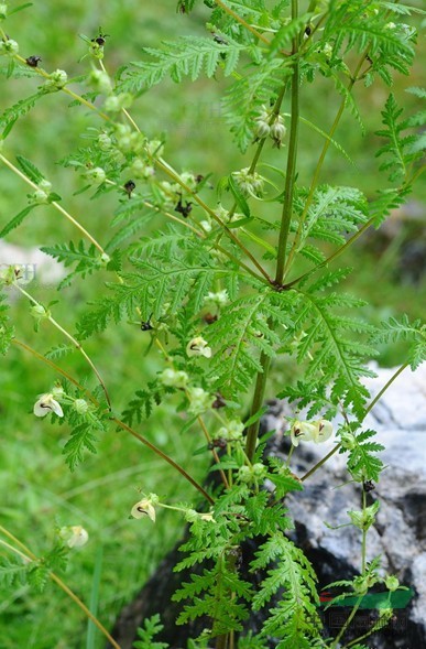 腋花马先蒿