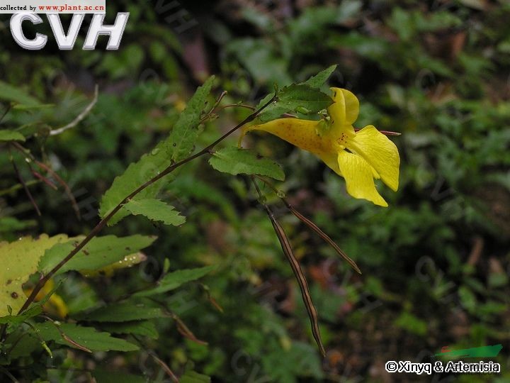 阔苞凤仙花 