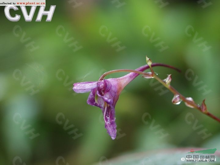 蓝花凤仙花