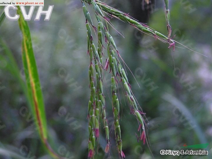 油芒