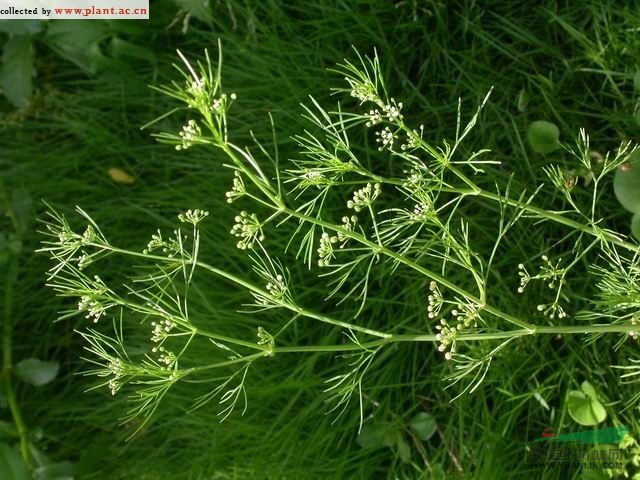 细叶旱芹