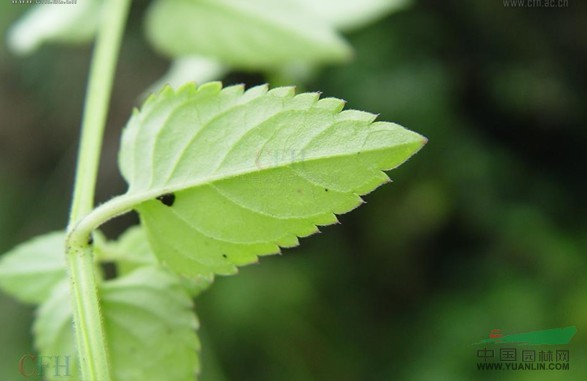 长叶蝴蝶草