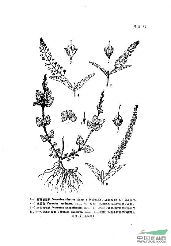 长果水苦荬