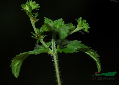 多枝婆婆纳 小败火草