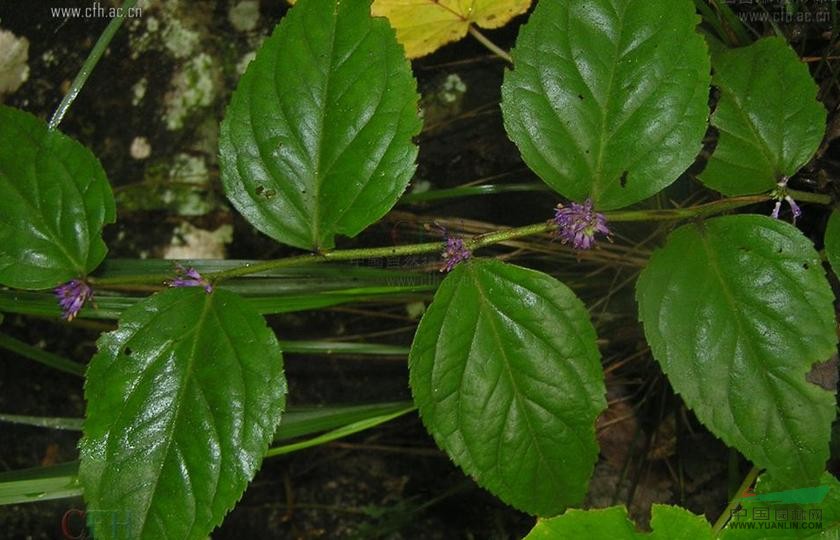 宽叶腹水草