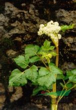 拐芹 拐子芹、倒钩芹、紫杆芹、山芹菜、独活、白根独活、拐芹当归