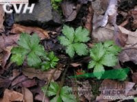 直刺变豆菜 小紫花菜浙江)、黑鹅脚板(四川常用中草药)