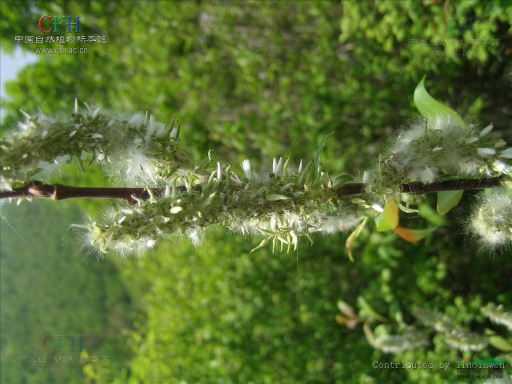 黄花垫柳