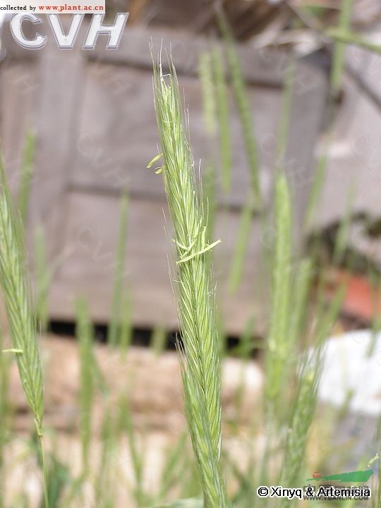 黑麦