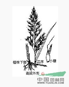 卡佛尔高粱 