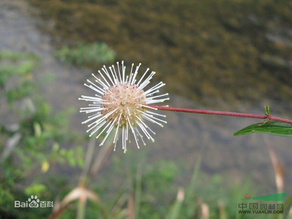 水团花