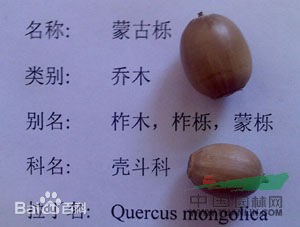 柞木 凿子树，蒙子树，葫芦刺，红心刺