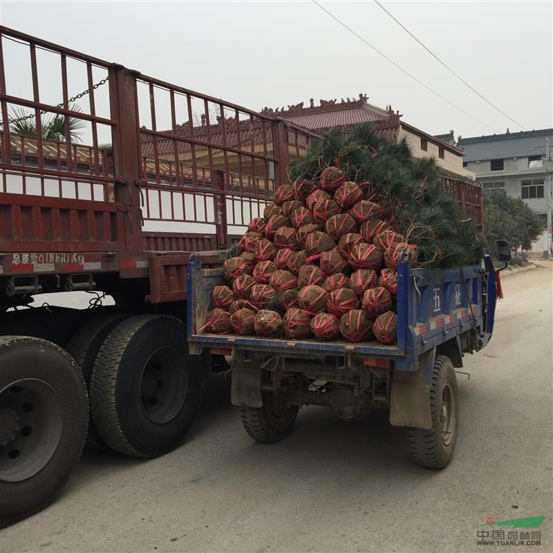 【盛林苗圃】发平顶山60-80公分白皮松