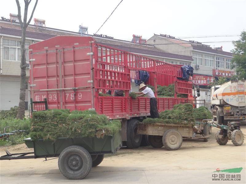 2019持续供应百慕大马尼拉高羊茅果岭草等草坪