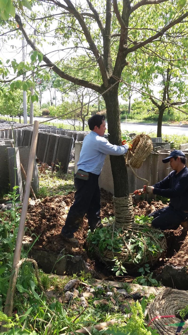 香樟树要怎么移栽?