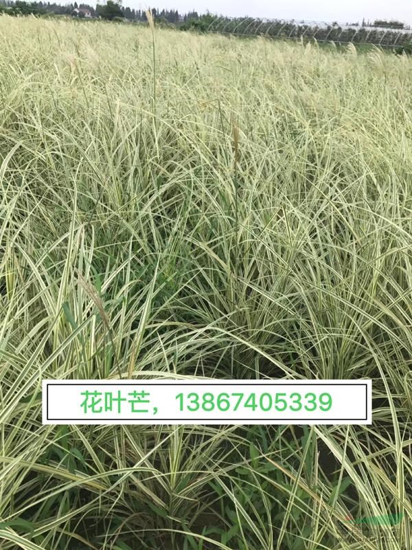 供应：花叶芒 30万