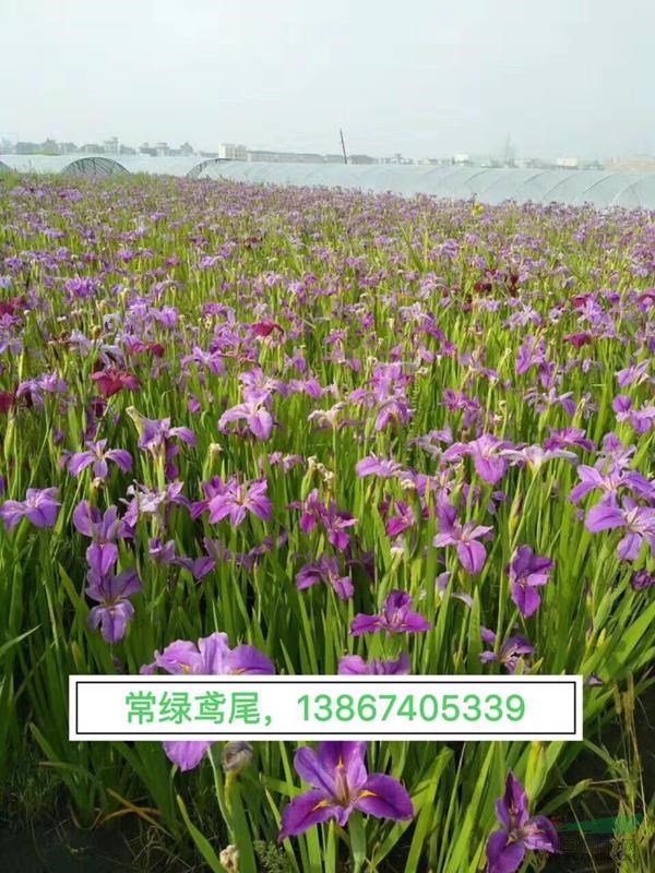 供应：鸢尾（蓝花，白花，紫花，红花等）500万