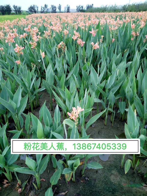 供应：美人蕉（红花，黄花，紫花，紫叶，粉花等）250万