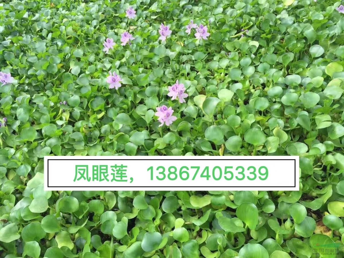 供应：水葫芦，凤眼莲 200万