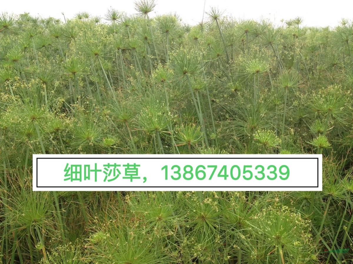 供应：细叶莎草 60万