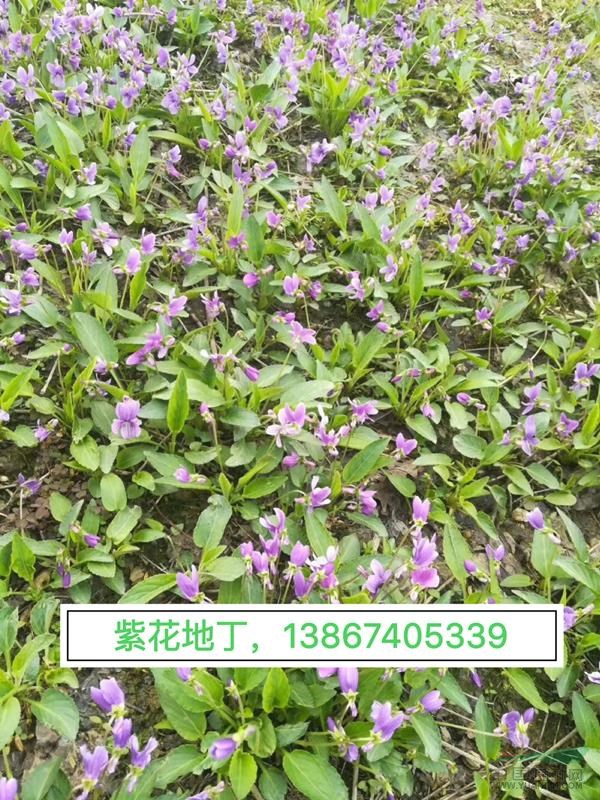 供应：紫花地丁 80万