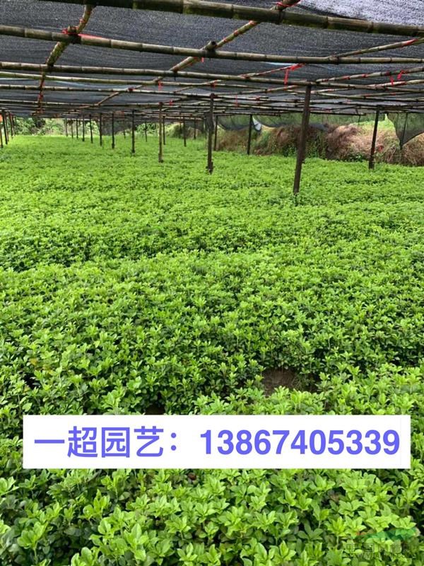 供应：富贵草 65万